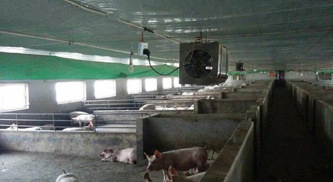 1617931866230168.jpg 養(yǎng)豬場臭氧機(jī).jpg